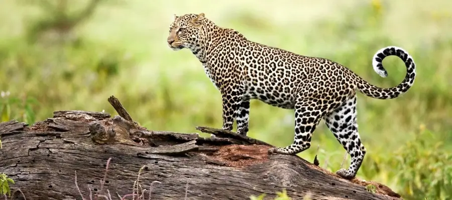 Bhagwan Mahaveer Wildlife Sanctuary: A leopard poised majestically atop a fallen tree, showcasing its striking coat and keen gaze in a natural setting.